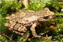 貴州發(fā)現(xiàn)兩棲動物新物種“魏氏纖樹蛙”：生活在海拔1600米竹林中