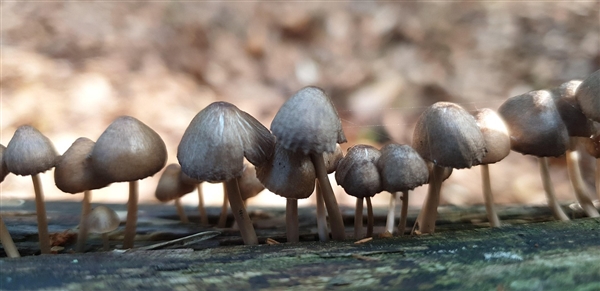 這些蔬菜簡(jiǎn)直是“天然味精”：加水煮能鮮掉你的眉毛
