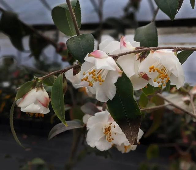 束花茶花：園藝家創(chuàng)造的山茶新形態(tài)