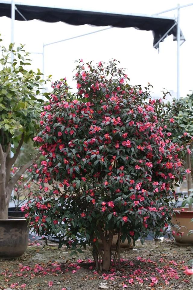 束花茶花：園藝家創(chuàng)造的山茶新形態(tài)