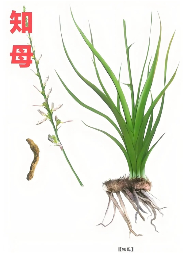 蕁麻疹、蕁麻：都是“蕁” 讀音居然不一樣！