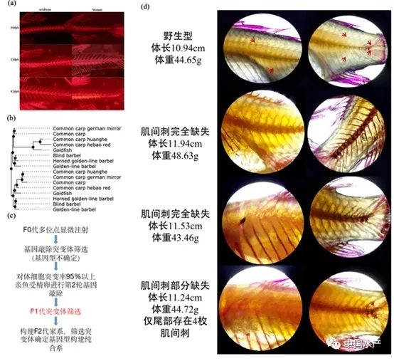 中國：世界水產(chǎn)養(yǎng)殖第一大國 核心發(fā)展離不開它