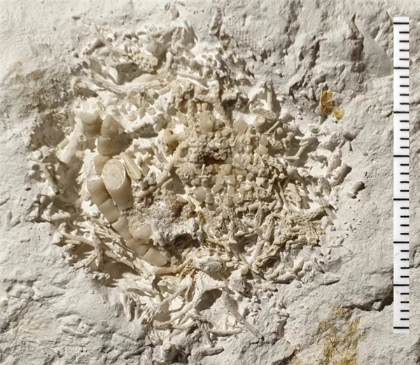男子撿到6600萬年前的嘔吐物化石：科學(xué)家發(fā)現(xiàn)史前尷尬趣事