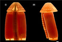 中國科學(xué)家開發(fā)3D打印陰莖海綿體！可正常勃起、交配、生殖