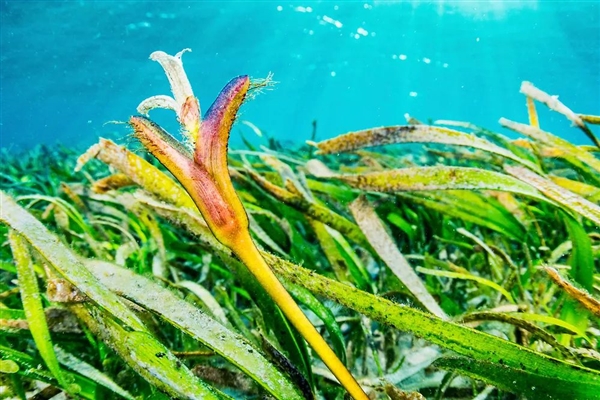 唯一的海洋開花植物！對其它海洋植物降維打擊